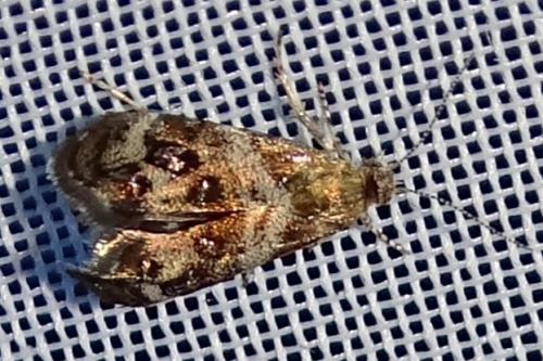 Réf. 306 766 : Tebenna micalis